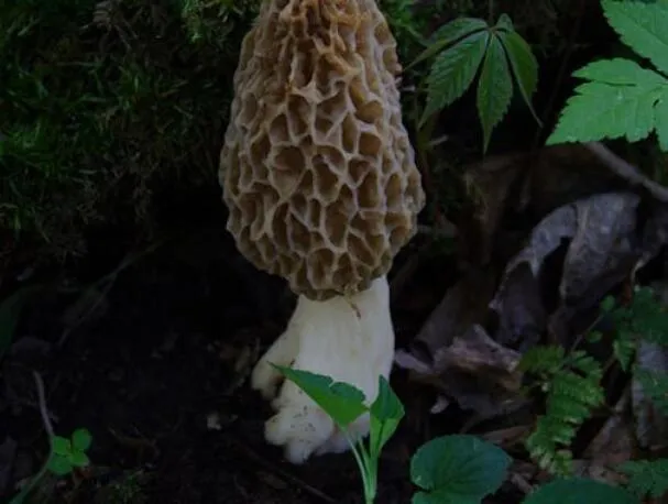 Frisches Saubohnen- und Morchelragout mit Weißfisch